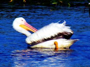 American White Pelicans